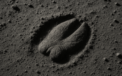 👽 Elchhuf im Staub: Was uns die Mondlandung über intergalaktische Tierfälschung verrät